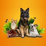 Товары для животных